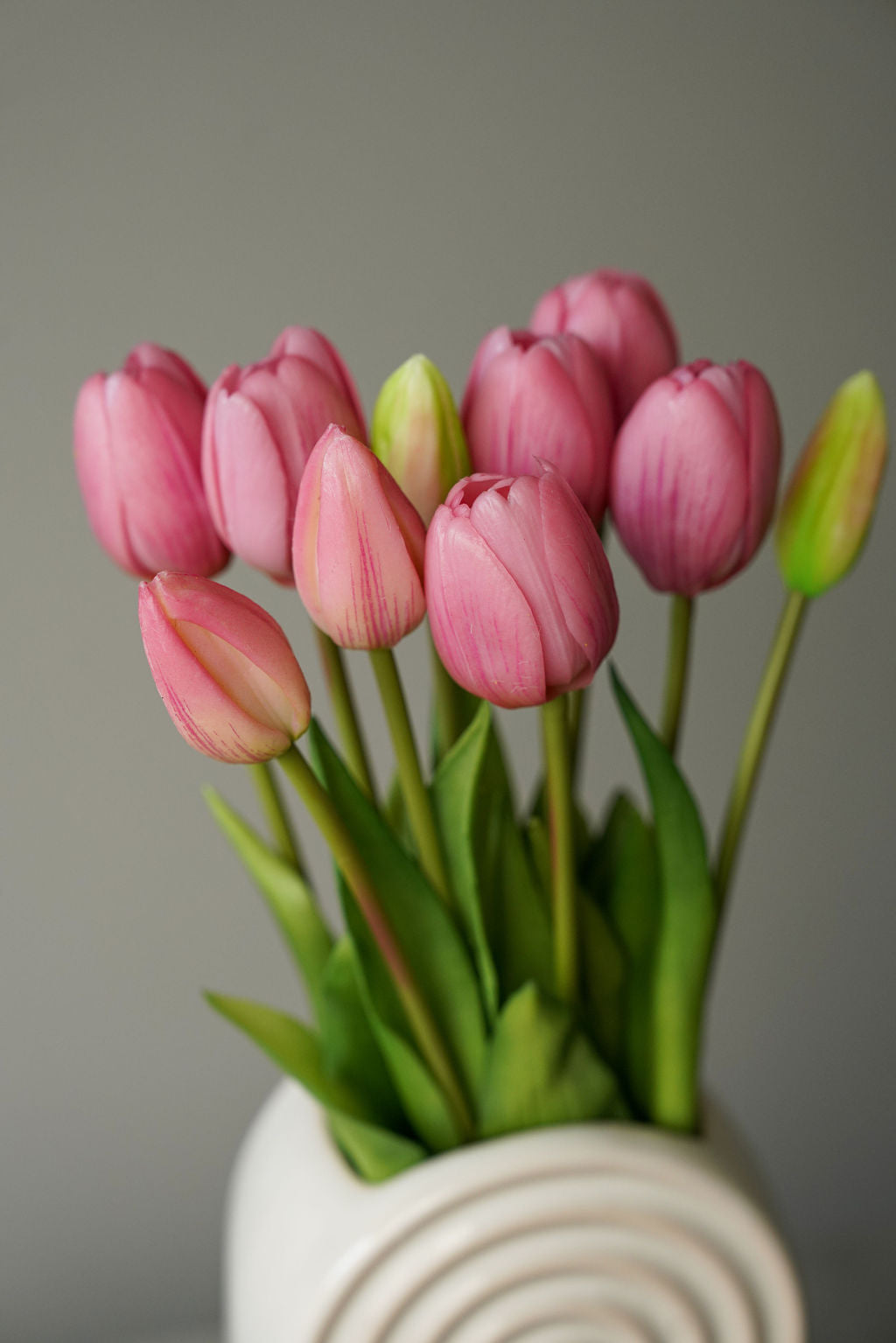 Tulip Euphoria