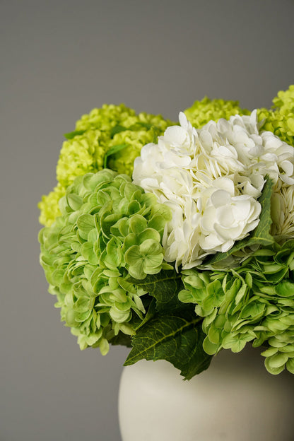 Hydrangea Harmony